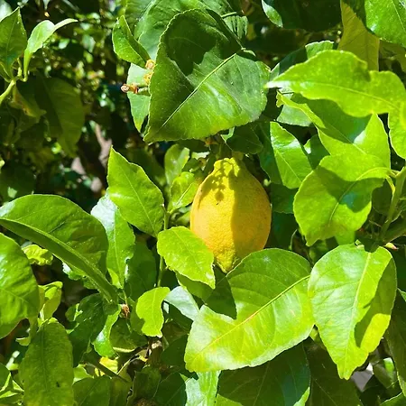 شقة Lemon Tree House Babsuites سان سالفو